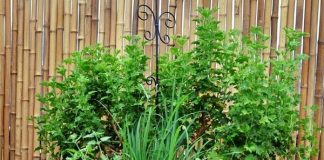 10 mẹo làm vườn chăm sóc cây cảnh thú vị mà hữu ích - 1