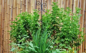 10 mẹo làm vườn chăm sóc cây cảnh thú vị mà hữu ích - 1