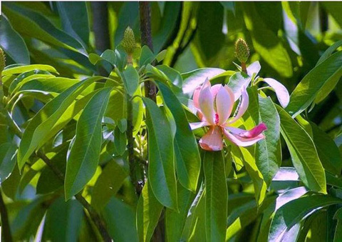 Tìm hiểu về cây vàng tâm - loại cây thay cho 6.700 cây xanh ở Hà Nội - 7