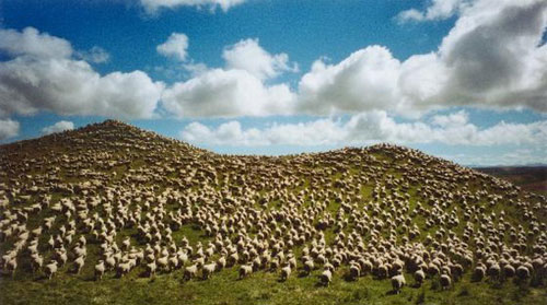 Số lượng cừu ở Australia nhiều gấp 5 lần dân số đất nước này