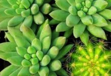 Các loại cây nên trồng trong nhà cho sức khỏe, tài vận