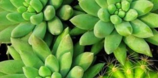 Các loại cây nên trồng trong nhà cho sức khỏe, tài vận