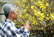 Hướng dẫn cách chăm sóc mai sau Tết 1