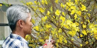 Hướng dẫn cách chăm sóc mai sau Tết 1