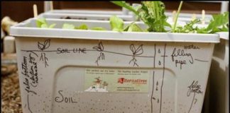 Vườn rau xanh trên sân thượng - 1