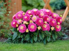   1. Hoa Thược dược  Hoa thược dược còn có tên là hoa mẫu đơn, tên khoa học là Dahlia variabilis Desf. Thuộc họ cúc (Asteraceae).    Hoa thược dược có màu sắc đẹp, mọc ở đỉnh cành và nách lá, cuống hoa dài. Hoa thược dược đẹp nhưng rất tiếc là không có hương thơm, là một trong những loài hoa được chọn trồng phổ biến. 