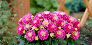   1. Hoa Thược dược  Hoa thược dược còn có tên là hoa mẫu đơn, tên khoa học là Dahlia variabilis Desf. Thuộc họ cúc (Asteraceae).    Hoa thược dược có màu sắc đẹp, mọc ở đỉnh cành và nách lá, cuống hoa dài. Hoa thược dược đẹp nhưng rất tiếc là không có hương thơm, là một trong những loài hoa được chọn trồng phổ biến. 