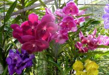 Cách bón phân cho lan và những điều cần biết 1