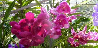 Cách bón phân cho lan và những điều cần biết 1