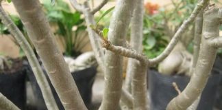 Hướng dẫn ghép sứ Thái Lan - 1