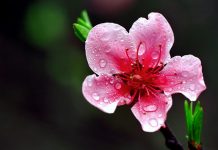 Hướng dẫn cách chơi và cách chăm hoa ngày Tết 5