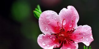 Hướng dẫn cách chơi và cách chăm hoa ngày Tết 5