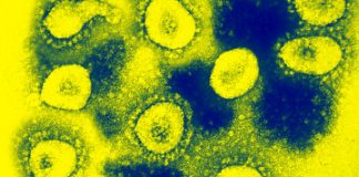 5 điều cần biết về vi rút cúm tương tự SARS - 1