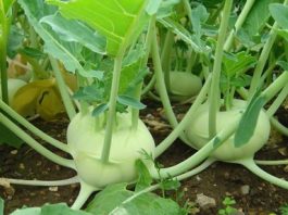 trong_su_hao_tai_nha