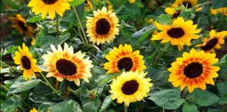 Kiếm hạt trồng hoa hướng dương làm cảnh - 1