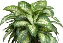 10 loại cây cảnh nên trồng trong nhà vừa đẹp vừa giải độc 1