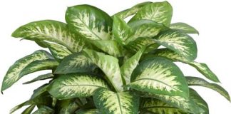 10 loại cây cảnh nên trồng trong nhà vừa đẹp vừa giải độc 1