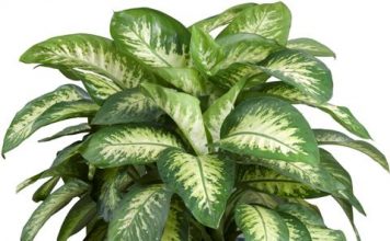 10 loại cây cảnh nên trồng trong nhà vừa đẹp vừa giải độc 1