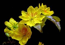 Chọn cây cảnh mang tài lộc đến nhà trong năm mới - 1