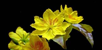 Chọn cây cảnh mang tài lộc đến nhà trong năm mới - 1