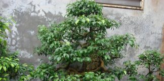 Đưa lộc vào nhà, cả năm ta may mắn, Nhà đẹp, phong thuy tet, tet nham thin, phong thuy nha cua, phong thuy nha