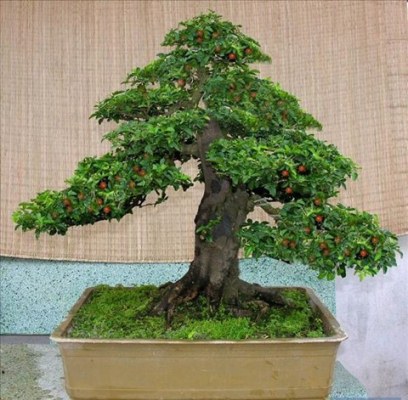 Cách chăm sóc cây bonsai trong nhà để giữ dáng cho cây