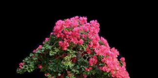 Làm sao để  hoa giấy nở quanh năm ? - 1