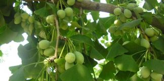 Những thảo dược giúp giảm rụng tóc - 1