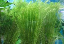 Cách trồng cây cho bể thuỷ sinh Thiết kế sân vườn, thiết kế sân vườn biệt thự, thiết kế sân vườn đẹp, sân vườn biệt thự, sân vườn sinh thái, biệt thự sinh thái, thiết kế sân vườn tiểu cảnh, thiết kế sân vườn cảnh quan, thiết kế hồ Koi, thiết kế hồ cá Koi, thiết kế hồ cá chép Nhật, thiết kế hồ cá chép rồng, thiết kế vườn treo, thiết kế vườn trên mái, thiết kế vườn nước, thiết kế vườn Nhật, thiết kế vườn khô, thi công sân vườn, thi công sân vườn biệt thự, thi công sân vườn đẹp, thi công sân vườn tiểu cảnh, thiết kế cảnh quan, thiet ke canh quan, thi công sân vườn cảnh quan, thiết kế tiểu cảnh, giếng trời, thiet ke tieu canh, gieng troi, thi công tiểu cảnh, giếng trời, thi công cảnh quan, thi công hồ Koi, thi công hồ cá Koi, thi công hồ cá chép Nhật, thi công vườn treo, thi công vườn trên mái, thi công vườn Nhật