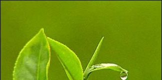 Trà xanh - Thực phẩm có ích cho người bị tiểu đường - 1