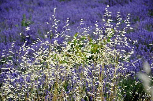 Sải bước trên cánh đồng hoa oải hương ở Pháp