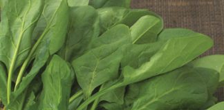 Công dụng bất ngờ của cái bó xôi đối với trị bệnh - 1