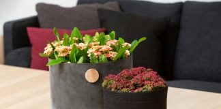 1. Xương rồng bát tiên  Xương rồng bát tiên là một loài cây bản địa của vương quốc đảo Madagascar. Người dân ở đây trồng xương rồng bát tiên từ rất lâu đời với công dụng làm hàng rào, một số khác trồng chúng trong chậu đặt trong nhà với mục đích trang trí.  Xương rồng bát tiên có tên khoa học là Euphorbia milii thuộc họ cây đại kích (Euphorbiaciae). Nó được mang tên của vị thống đốc của đảo Reunion, ngài Baron Pierre-Bernard Milius. Vào năm 1821, vị thống đốc này đã giới thiệu xương rồng bát tiên tại Pháp như một loại cây cảnh trong nhà. Sau đó ông tặng nó cho Vườn Bách thảo Bordeaux (Pháp).  Tại Thái Lan, xương rồng bát tiên có tên là Siamese lucky Plant mang ý nghĩa loài thực vật may mắn của xứ sở này.  Ngày nay, cây bát tiên đã được nhiều người biết đến, do cây dễ trồng, siêng hoa, hoa to màu sắc đẹp và nhất là lâu tàn. Trồng bát tiên đảm bảo ngày nào cũng có hoa trưng bày trang trí làm đẹp ngôi nhà, sân vừơn, phòng khách…. 