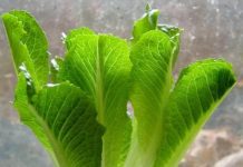 Trồng rau củ tại nhà hiệu quả từ những thân gốc bỏ đi Hot: 10 loại cây trồng '1 lần ăn mãi mãi' - 5