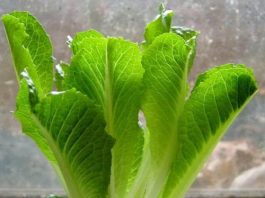 Hot: 10 loại cây trồng '1 lần ăn mãi mãi' - 5