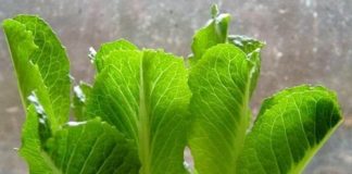 Hot: 10 loại cây trồng '1 lần ăn mãi mãi' - 5