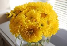 5 loại hoa ý nghĩa bạn nên bày trong dịp Tết 1