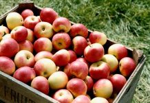 4 loại thực phẩm giúp bạn giảm cân tức thì 4 loại thực phẩm giúp bạn giảm cân tức thì - 1