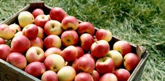 4 loại thực phẩm giúp bạn giảm cân tức thì - 1