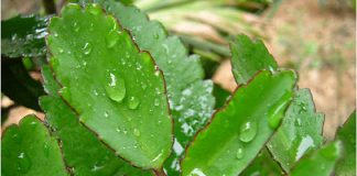 Mẹo dân gian chữa bệnh trĩ hiệu quả bằng 4 loại lá-1