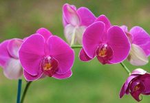 Những loại hoa lan Tết nghinh xuân cực đẹp 1