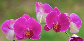 Những loại hoa lan Tết nghinh xuân cực đẹp 1