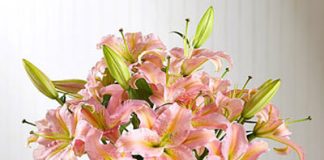 Hướng dẫn các cách cắm hoa ly - 1