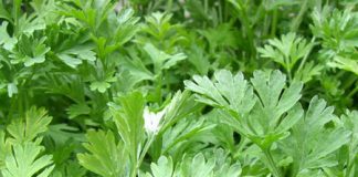 Những tác dụng và bài thuốc hay từ ngải cứu - 1