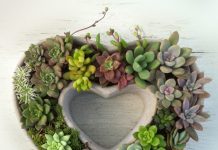 Đón xuân về với những chậu cây cảnh siêu đẹp 1