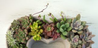 Đón xuân về với những chậu cây cảnh siêu đẹp 1