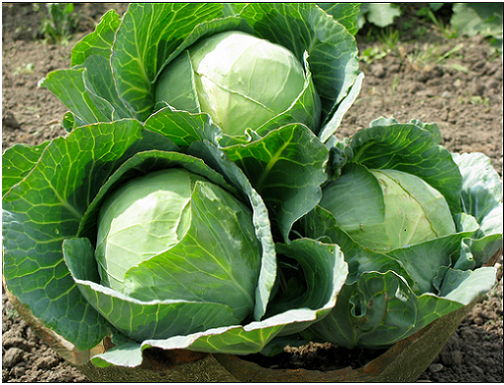 Cách trồng bắp cải xanh mướt an toàn và dễ dàng - 10