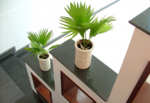 Cây xanh trong nhà