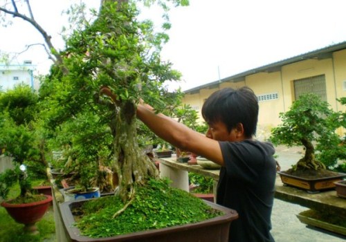 Cách chăm sóc Bonsai để giữ thế cây đẹp theo thời gian