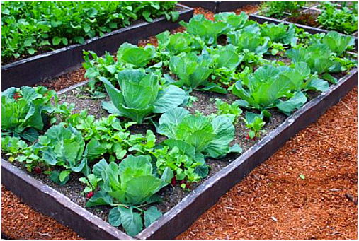 Cách trồng bắp cải xanh mướt an toàn và dễ dàng - 7